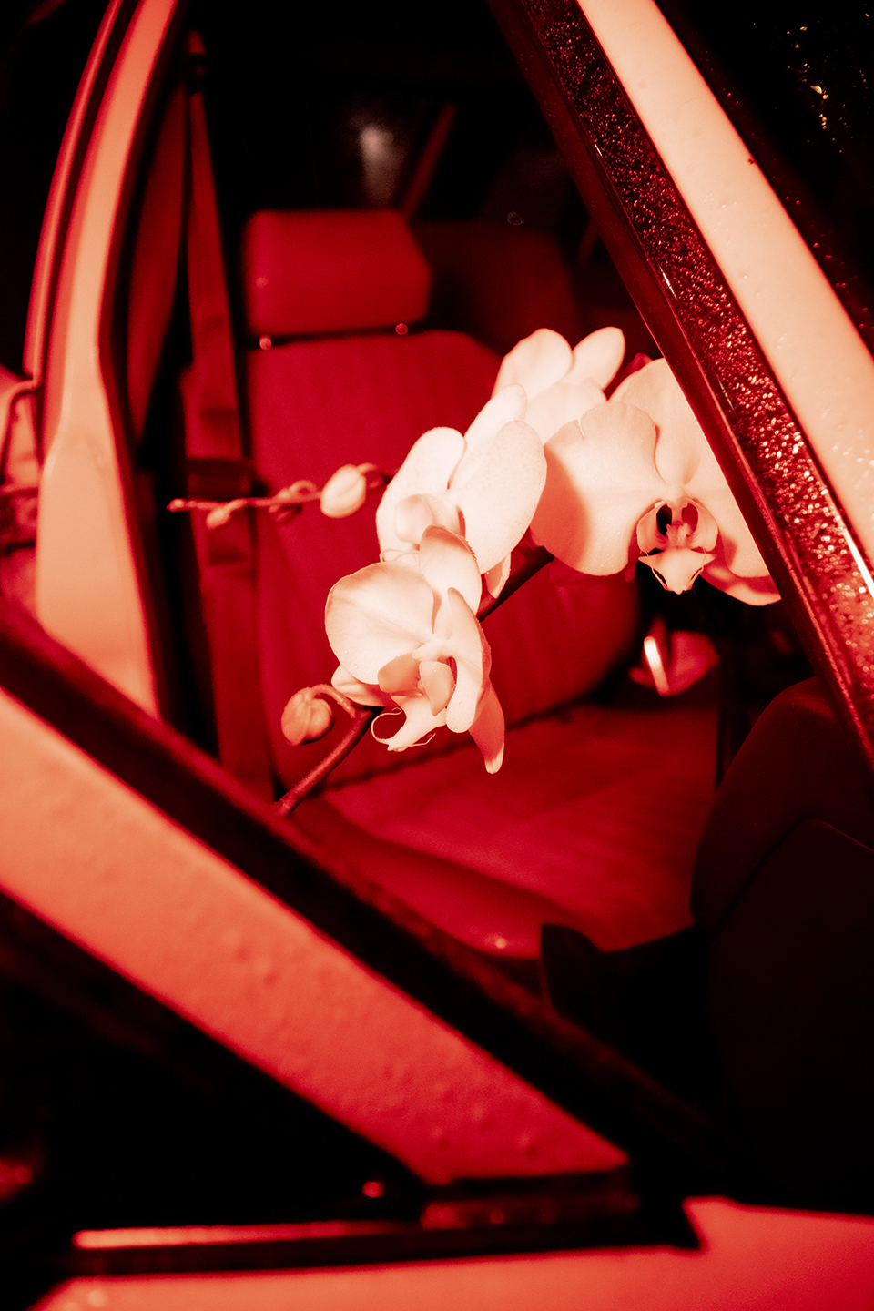 rest well friend 1 (shadowfax)